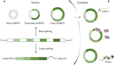 A Narrative Review of Circular RNAs in Brain Development and Diseases of Preterm Infants